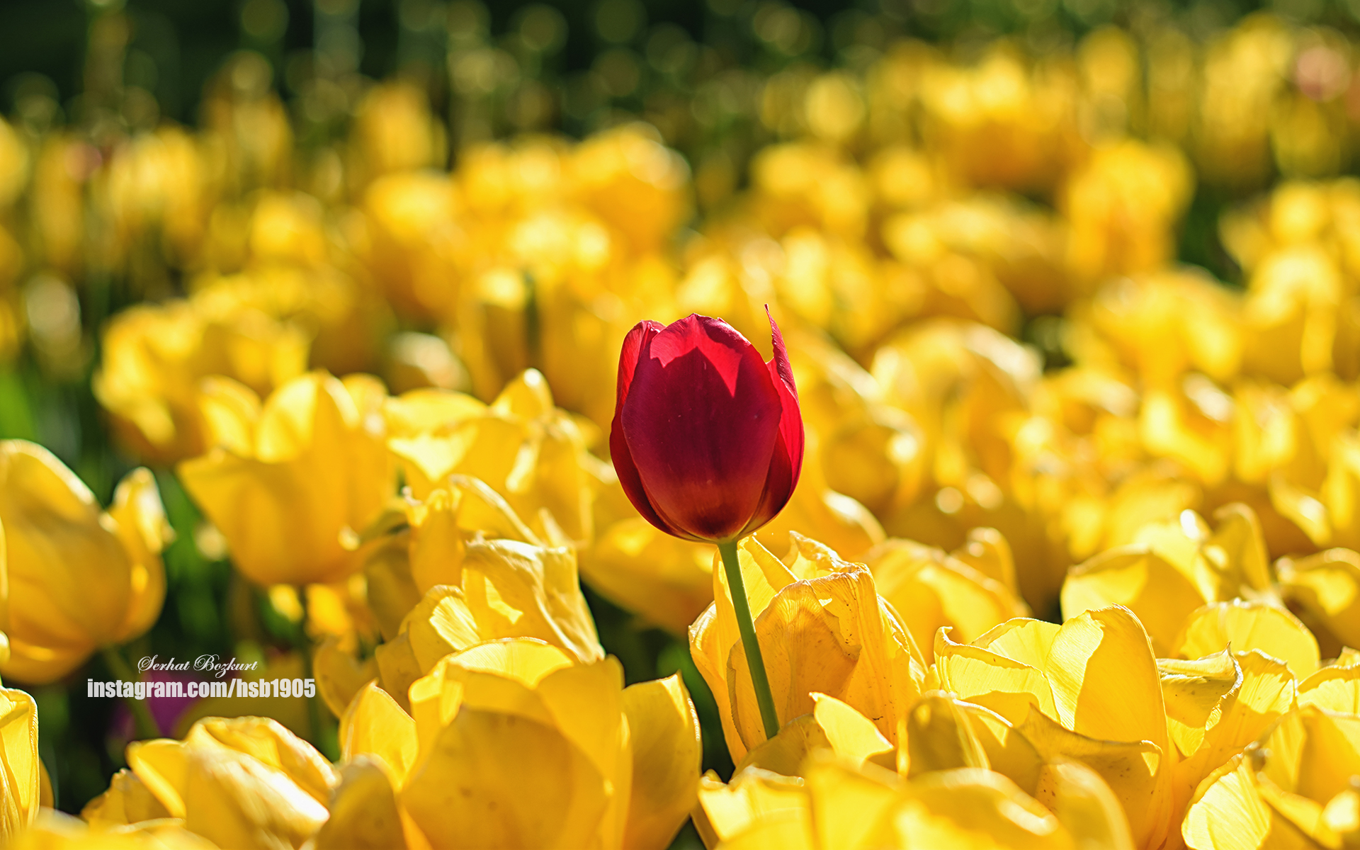Sprenger's Tulip - HD Wallpaper 