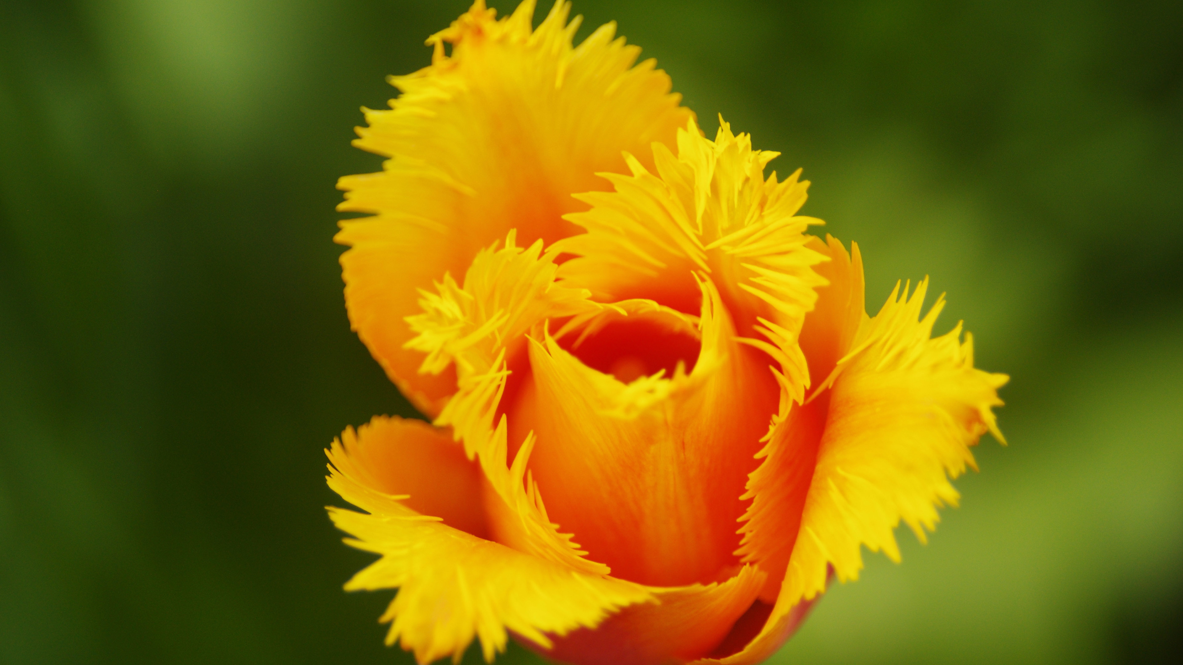 Wallpaper - HD Wallpaper 