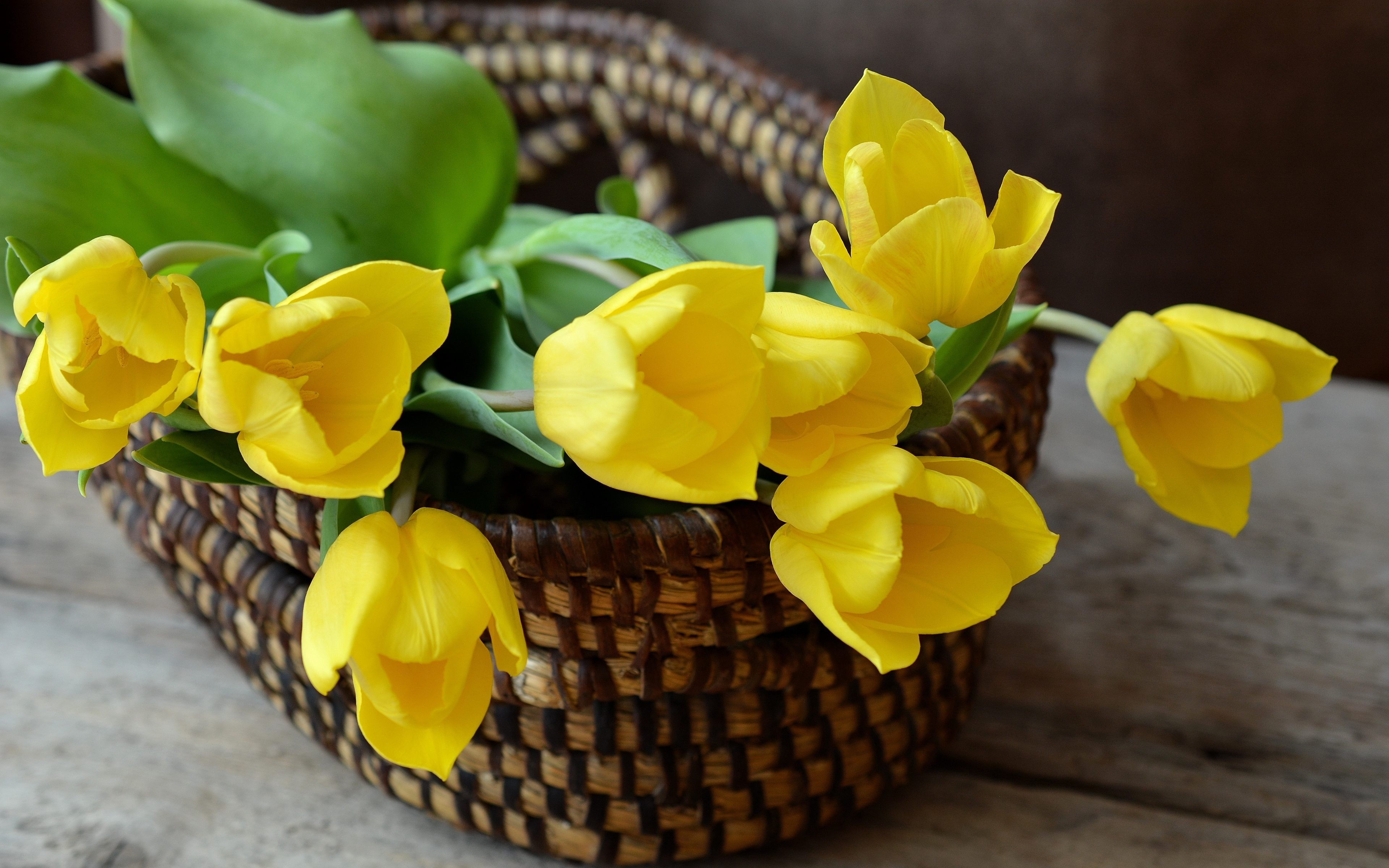 Yellow Tulip Flower Hd - HD Wallpaper 