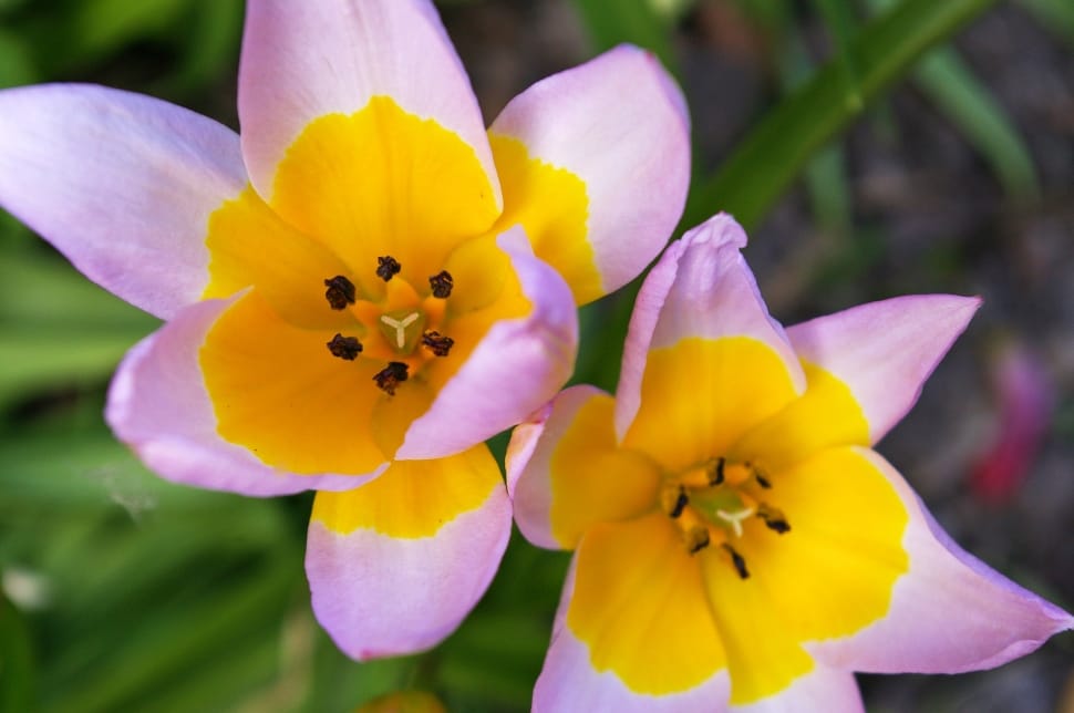 Purple And Yellow Tulips Preview - Tulip - HD Wallpaper 
