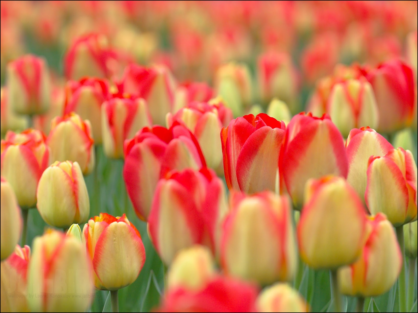 Red & Yellow Tulips Free Download Wallpaper - Fields Tulips Iphone - HD Wallpaper 
