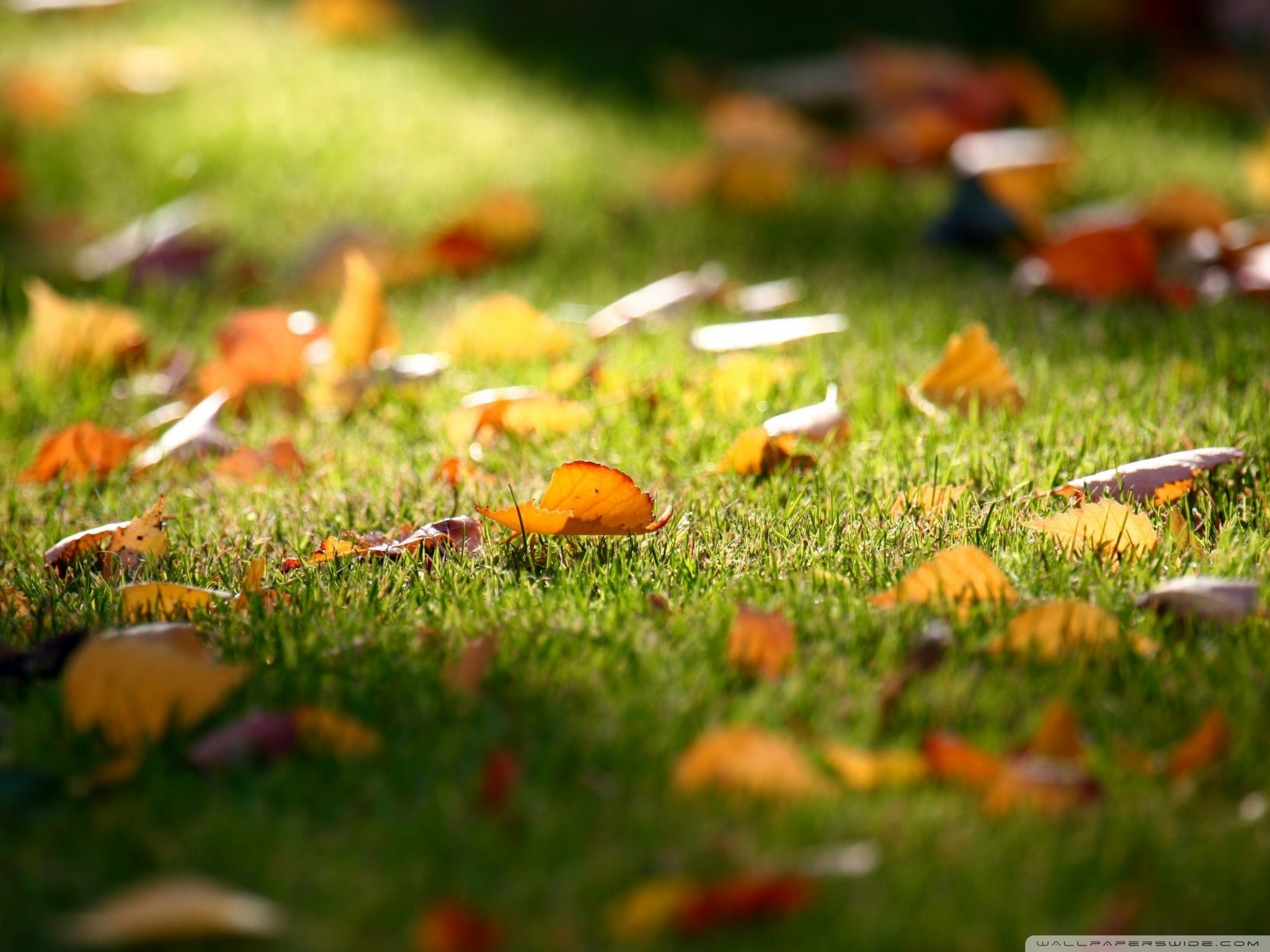 Early Fall - HD Wallpaper 