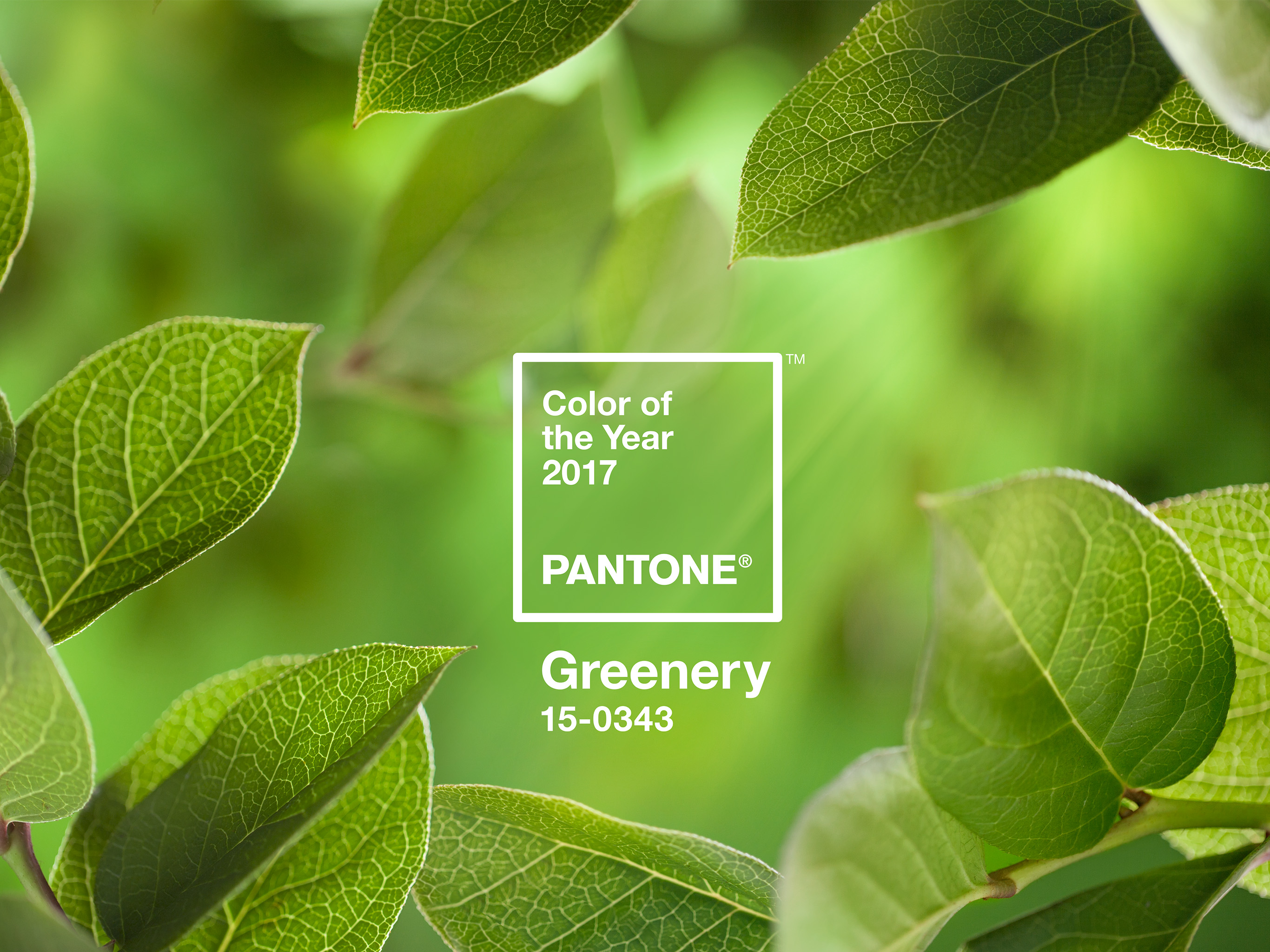 Greenery Pantone Color Of The Year - HD Wallpaper 