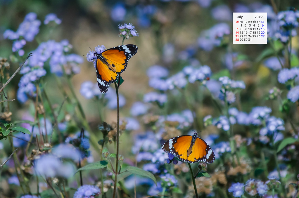 Free Download July 2019 Wallpaper Calendar Plain Tiger - Tansy - HD Wallpaper 