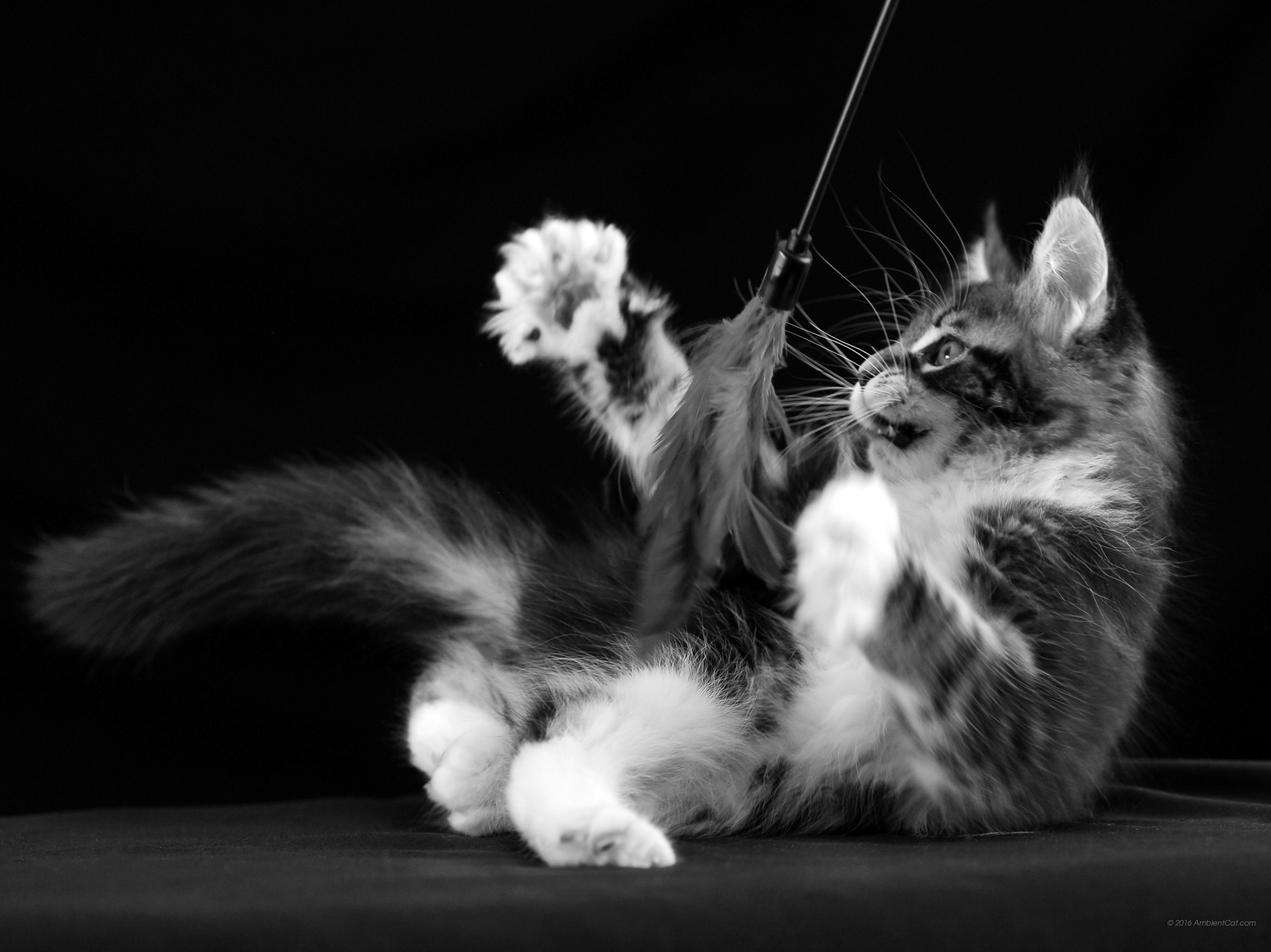 Black And White - Tapety Czarno Białe Na Pulpit 1920 - HD Wallpaper 