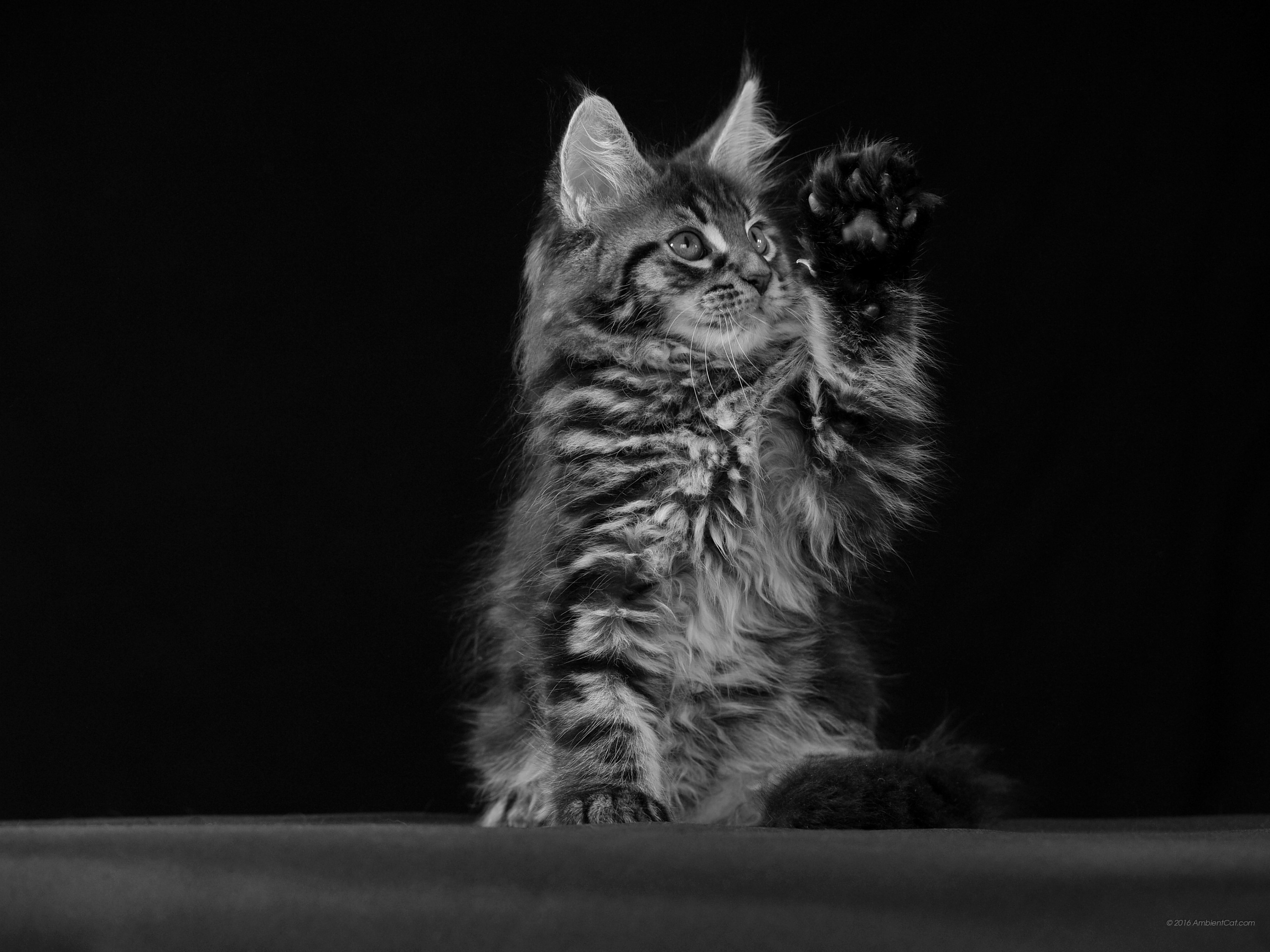 Black And White - Black Cat - HD Wallpaper 