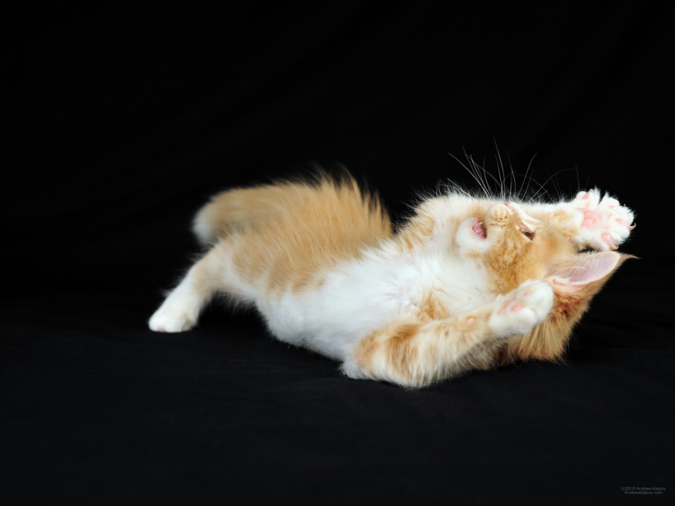 Extraordinary House Pet - Wallpaper - HD Wallpaper 