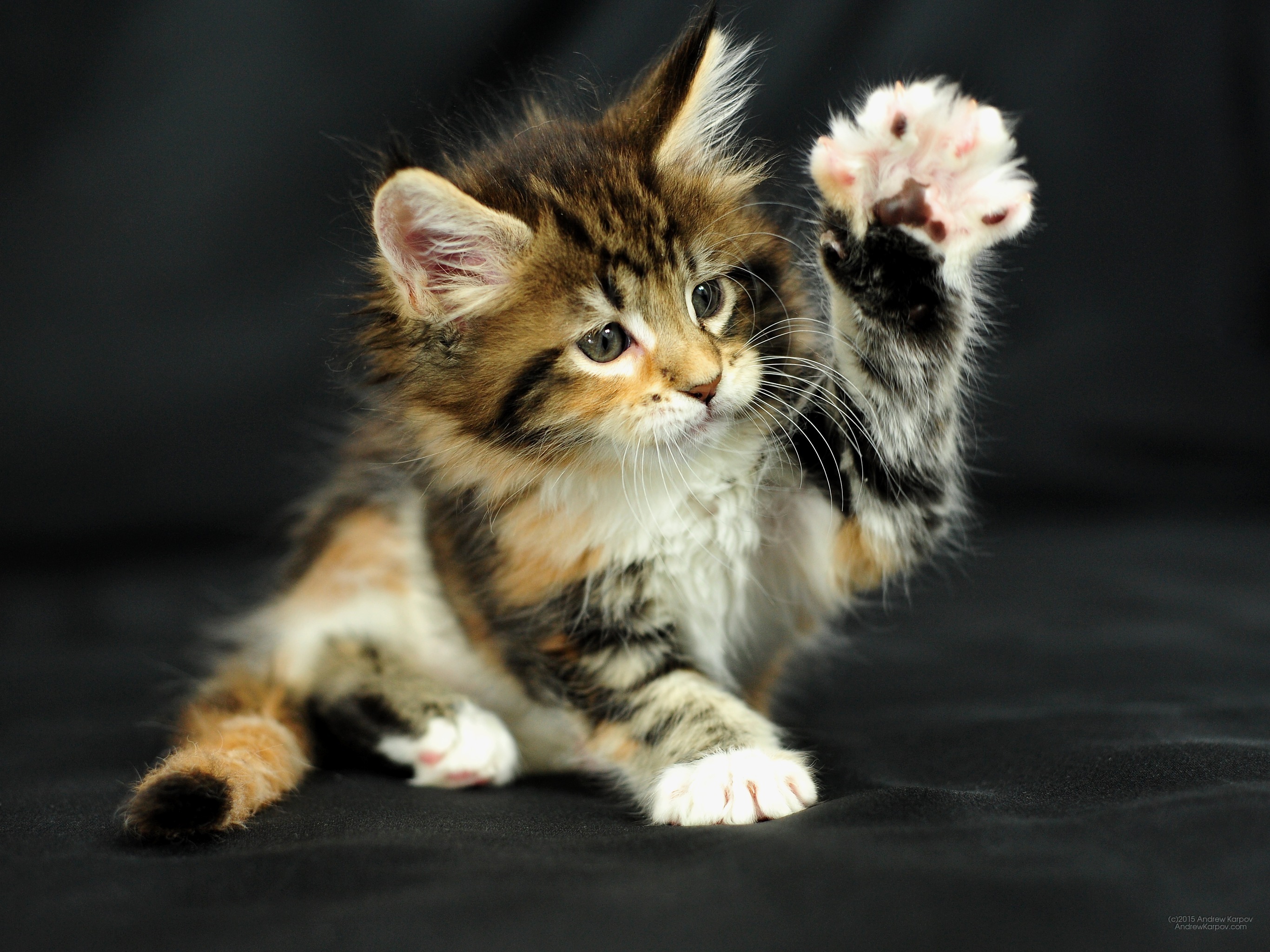 Most Affectionate Splendid Cat Breeds - Tapety Asus Zenfone Go - HD Wallpaper 