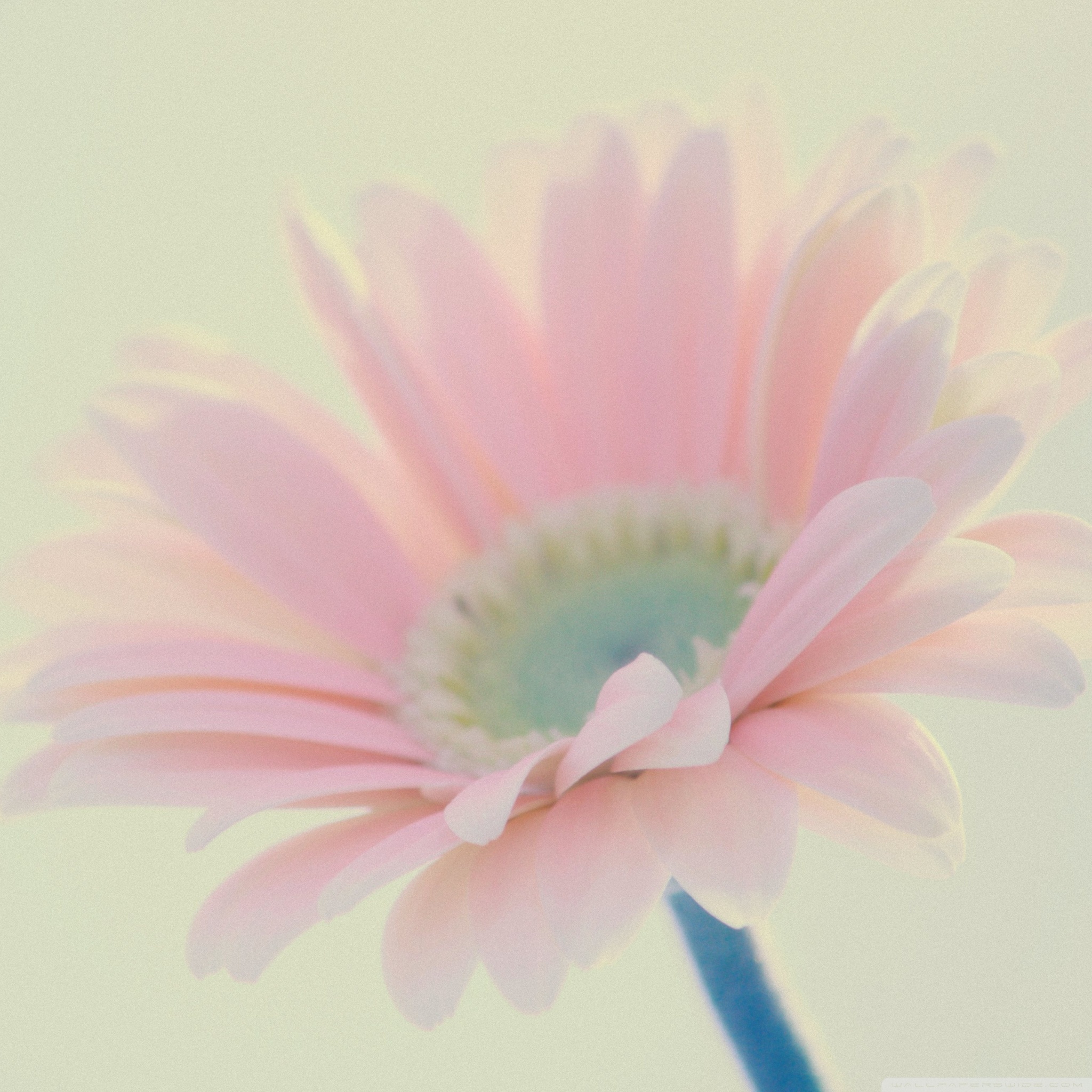 2160 Resolution Light Pink Gerbera Daisy - HD Wallpaper 