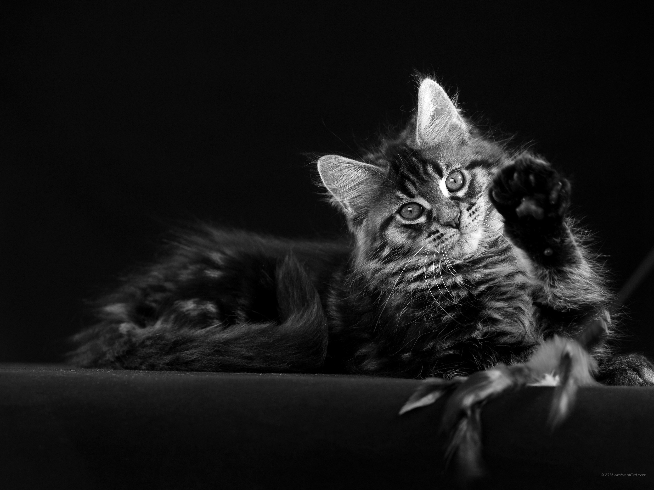 Black And White - Papel De Parede Gatinhos 1080 - HD Wallpaper 