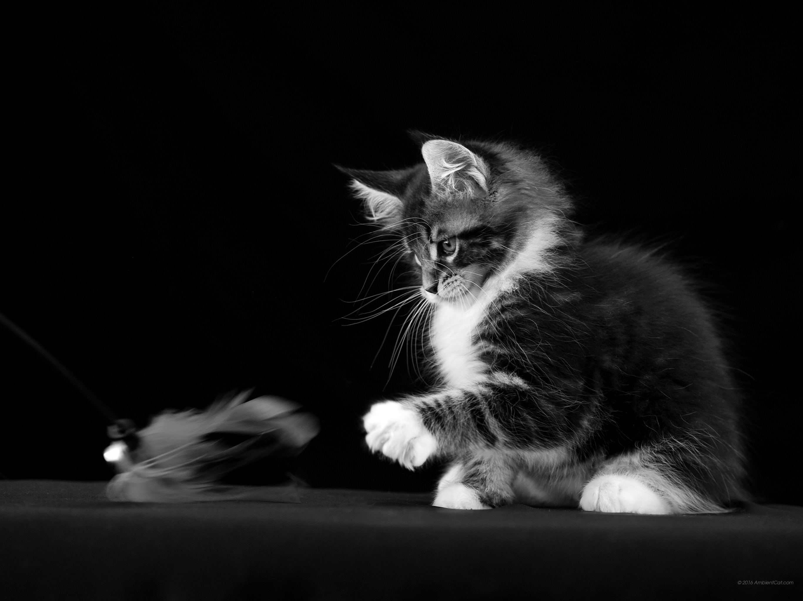 Black And White - Imagenes Hd Para El Fondo De Un Samsung Grand Prime - HD Wallpaper 