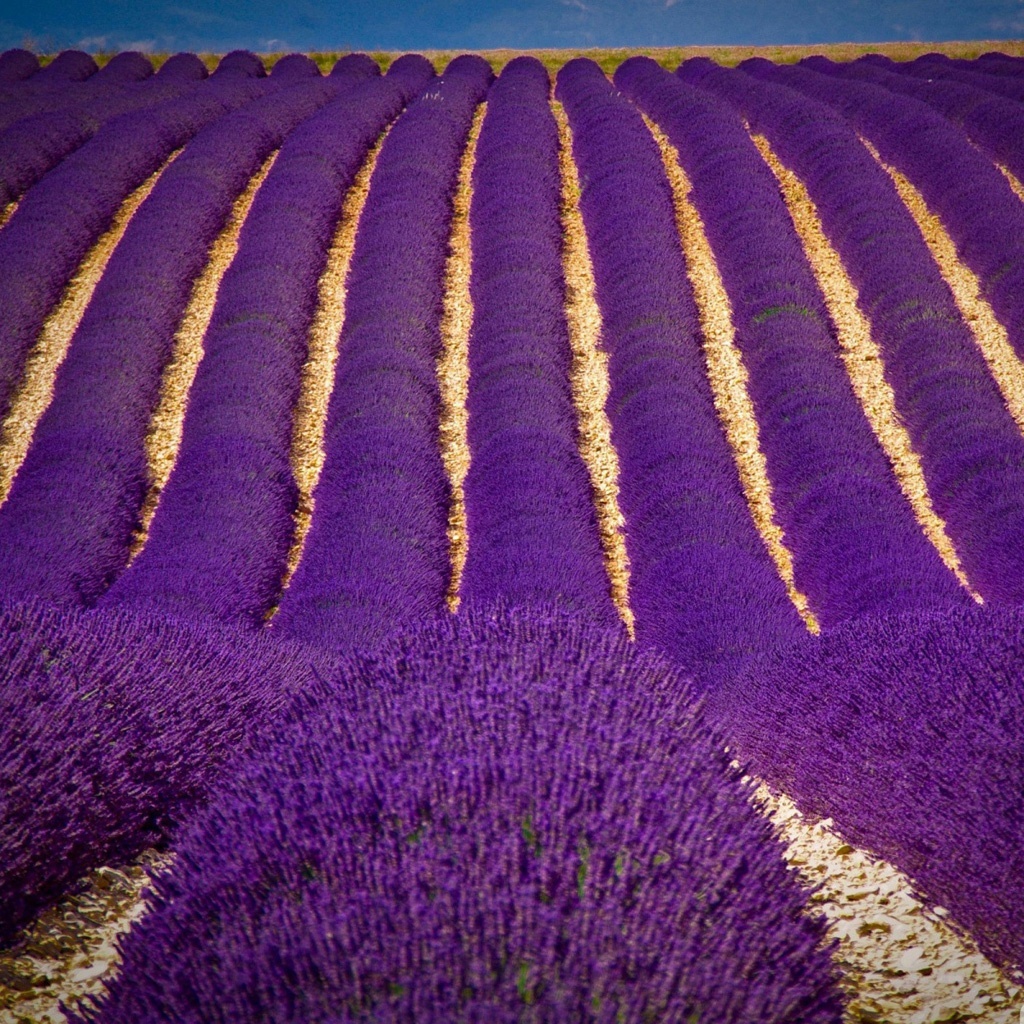 Lavender Fields Croatia - HD Wallpaper 
