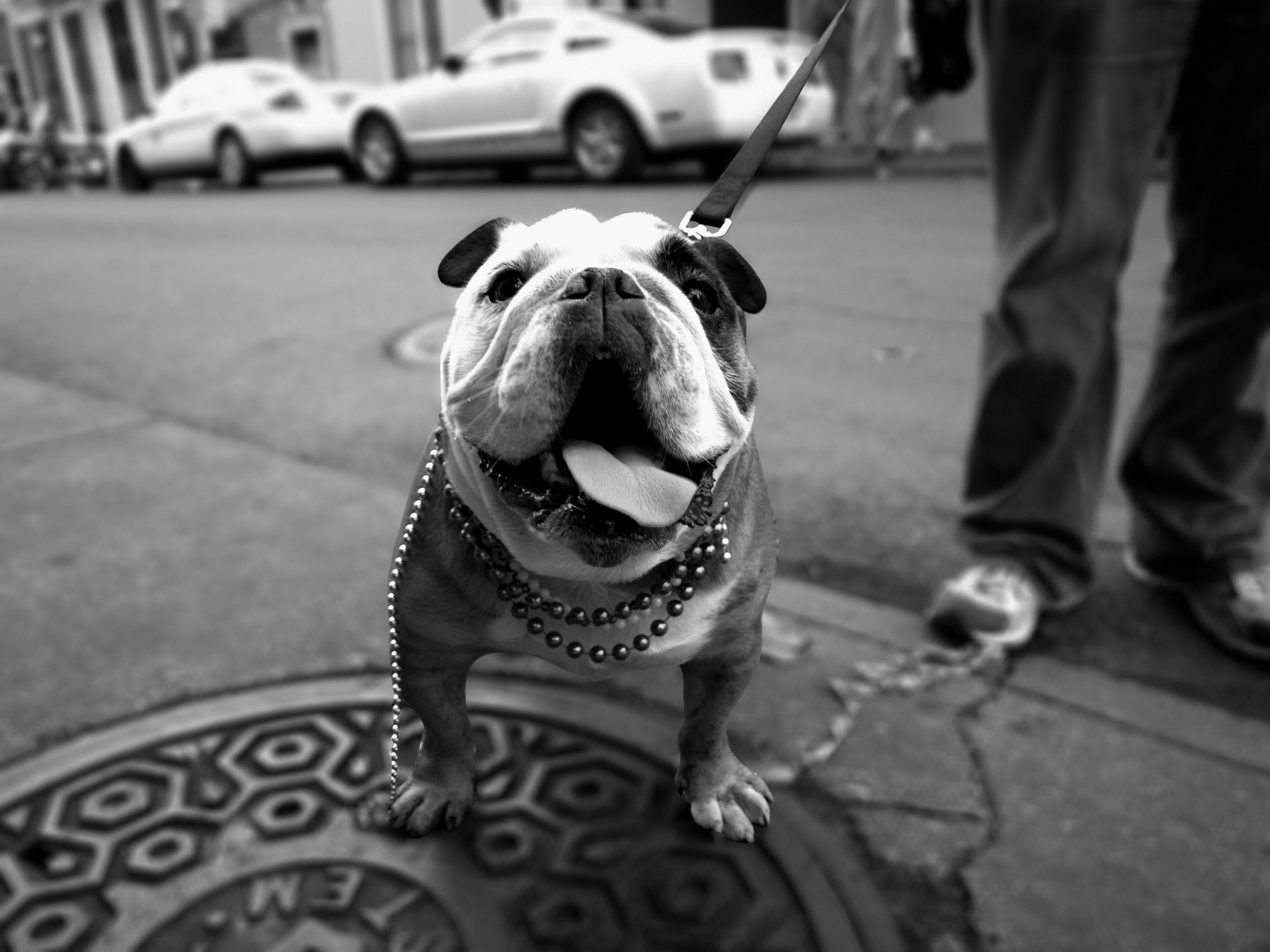 English Bulldog Wallpaper Phone - HD Wallpaper 