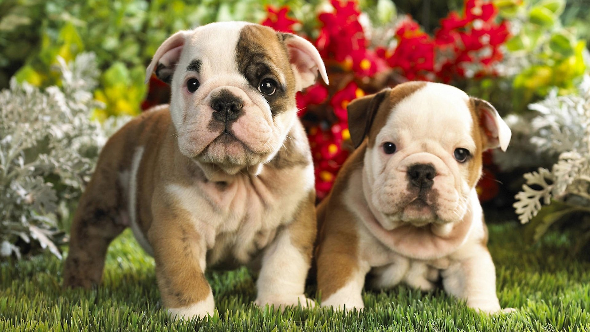 Free Download English Bulldog Wallpaper Id - Bulldog Backgrounds - HD Wallpaper 