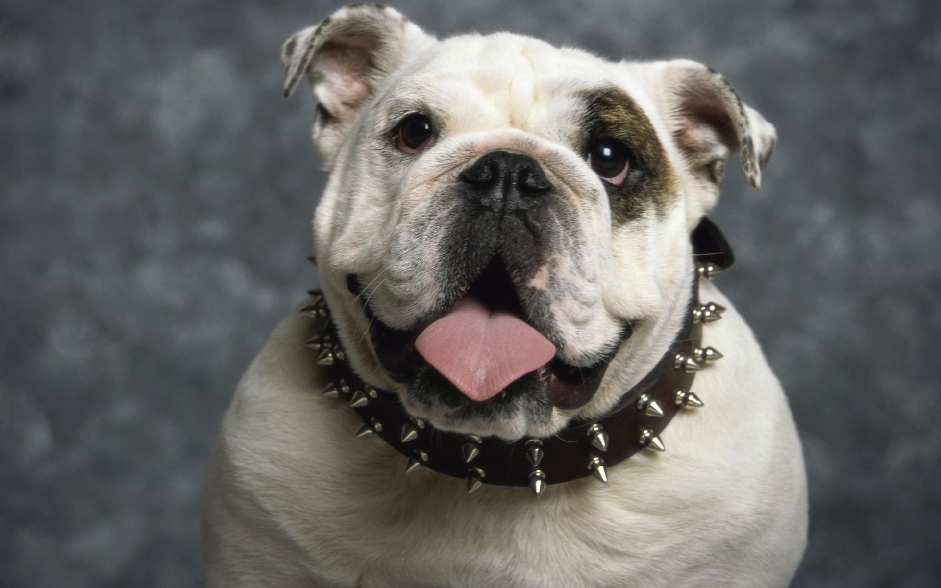 English Bulldog Wallpaper - Top Ten Most Dumbest Dog Breeds - HD Wallpaper 