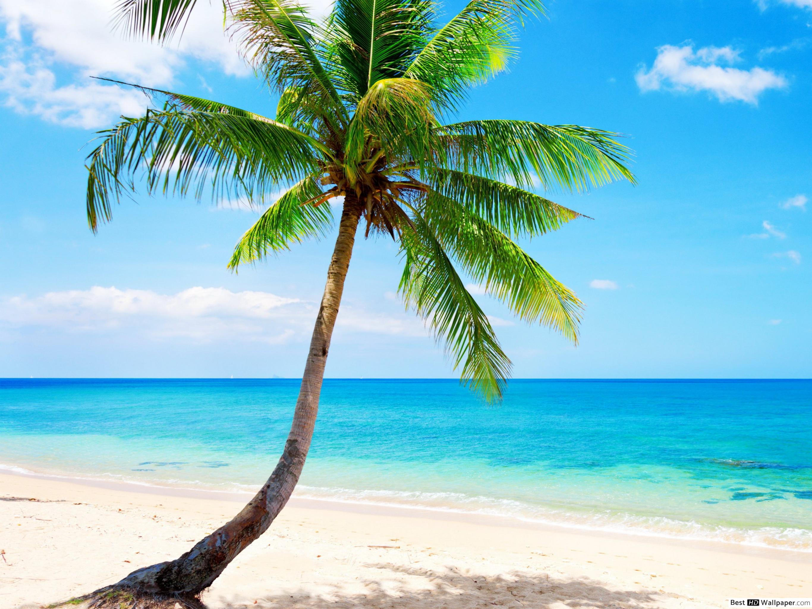 Tropical Beach With Palm Tree - HD Wallpaper 