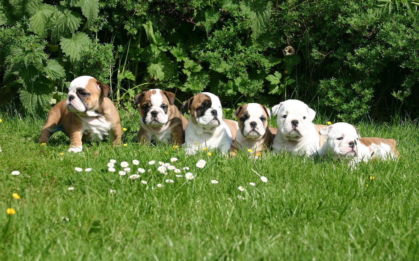 English Bulldog Puppies Hd - HD Wallpaper 