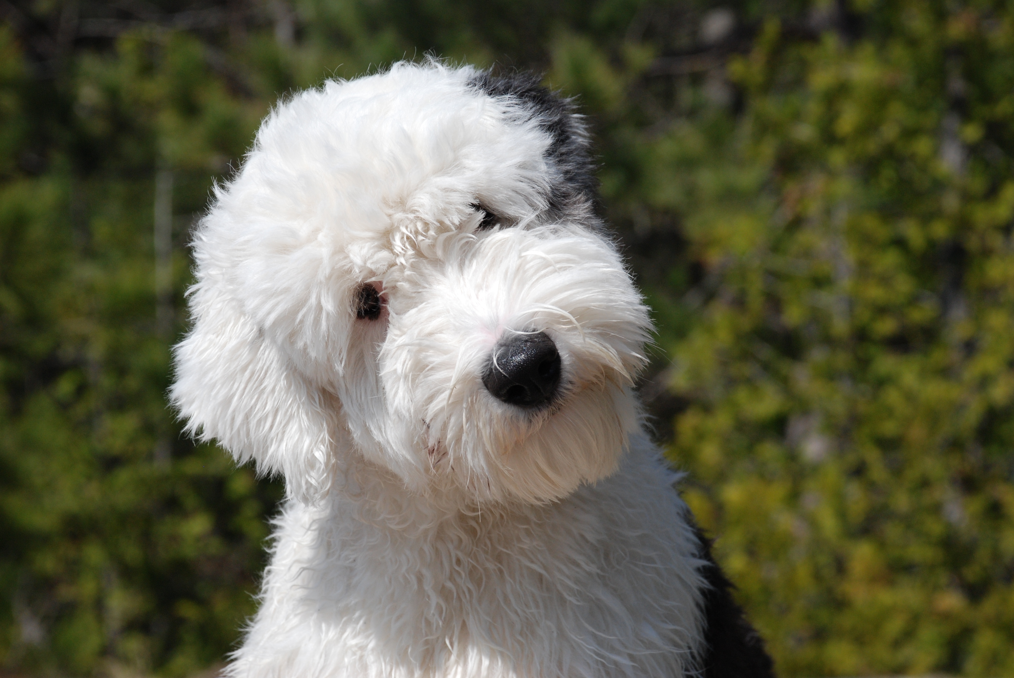 Cute Old English Sheepdog Wallpaper - Old English Sheepdog Groomed - HD Wallpaper 