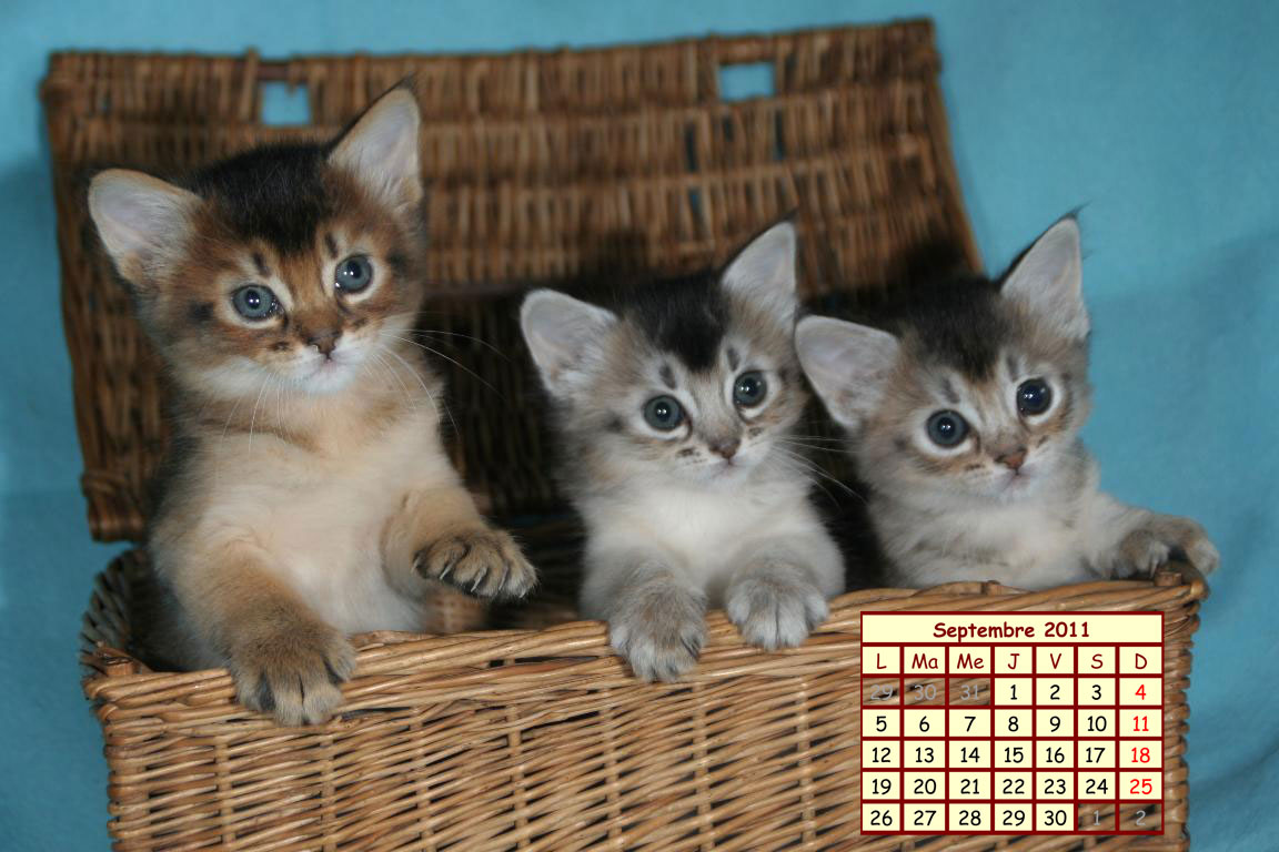 Wallpaper Qui Bouge - Trois Chatons - HD Wallpaper 