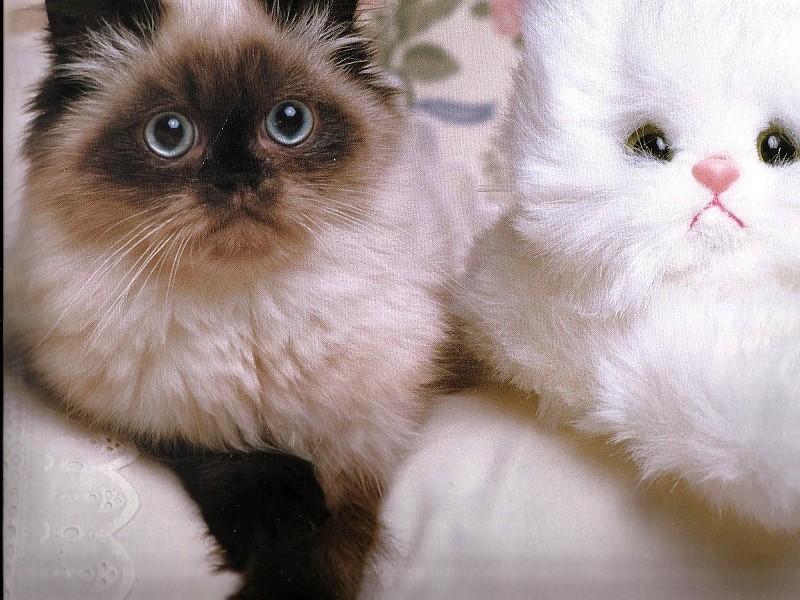 Who Is The Real Cat Wallpaper - Background Cats Real - HD Wallpaper 