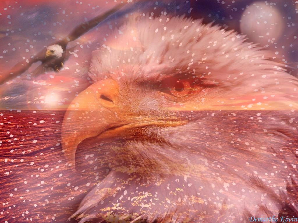 Eagle - HD Wallpaper 