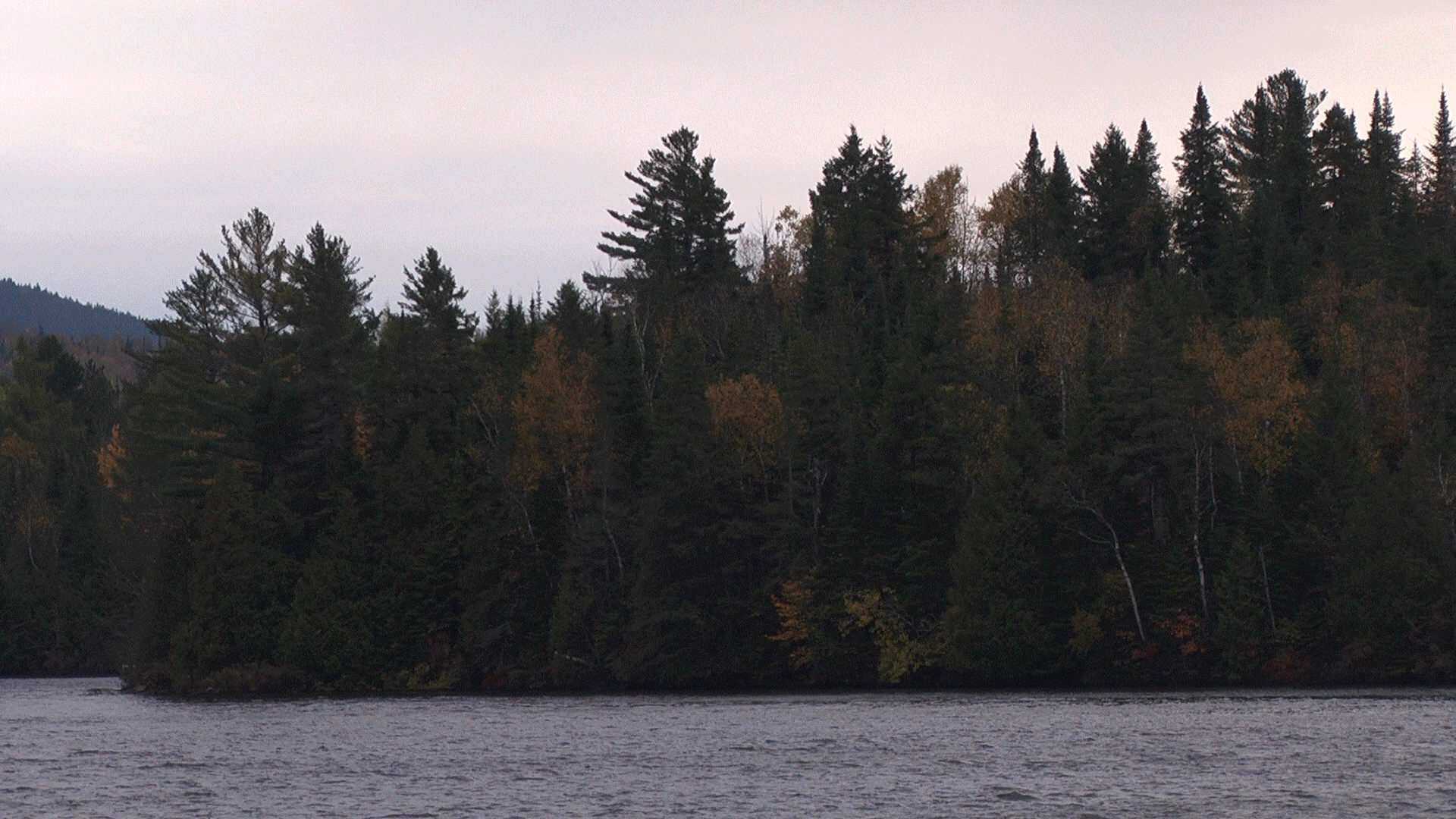 Chaton En Ski - HD Wallpaper 