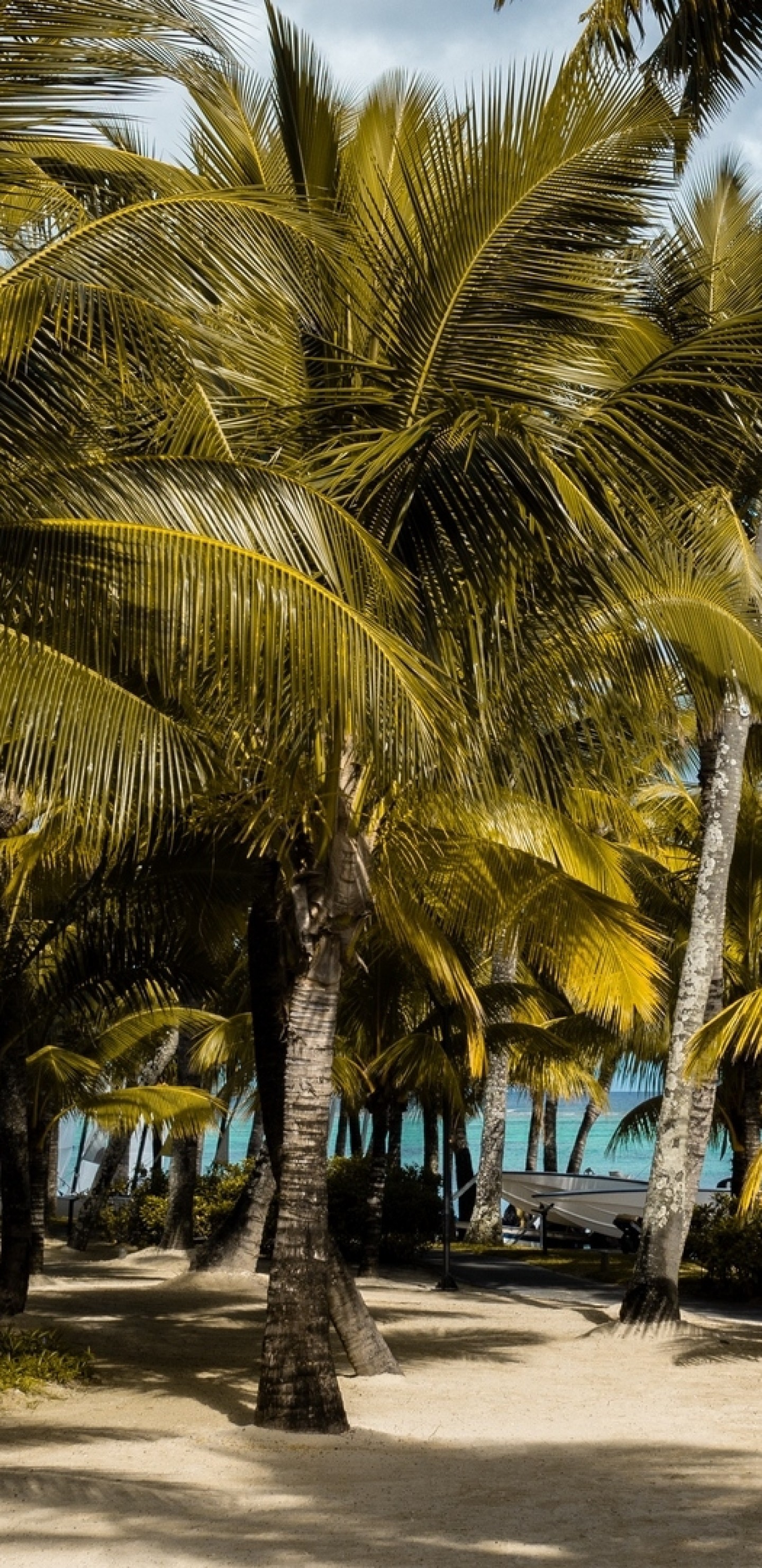 Mauritius, Palm Trees, Beach - Mauritius - HD Wallpaper 