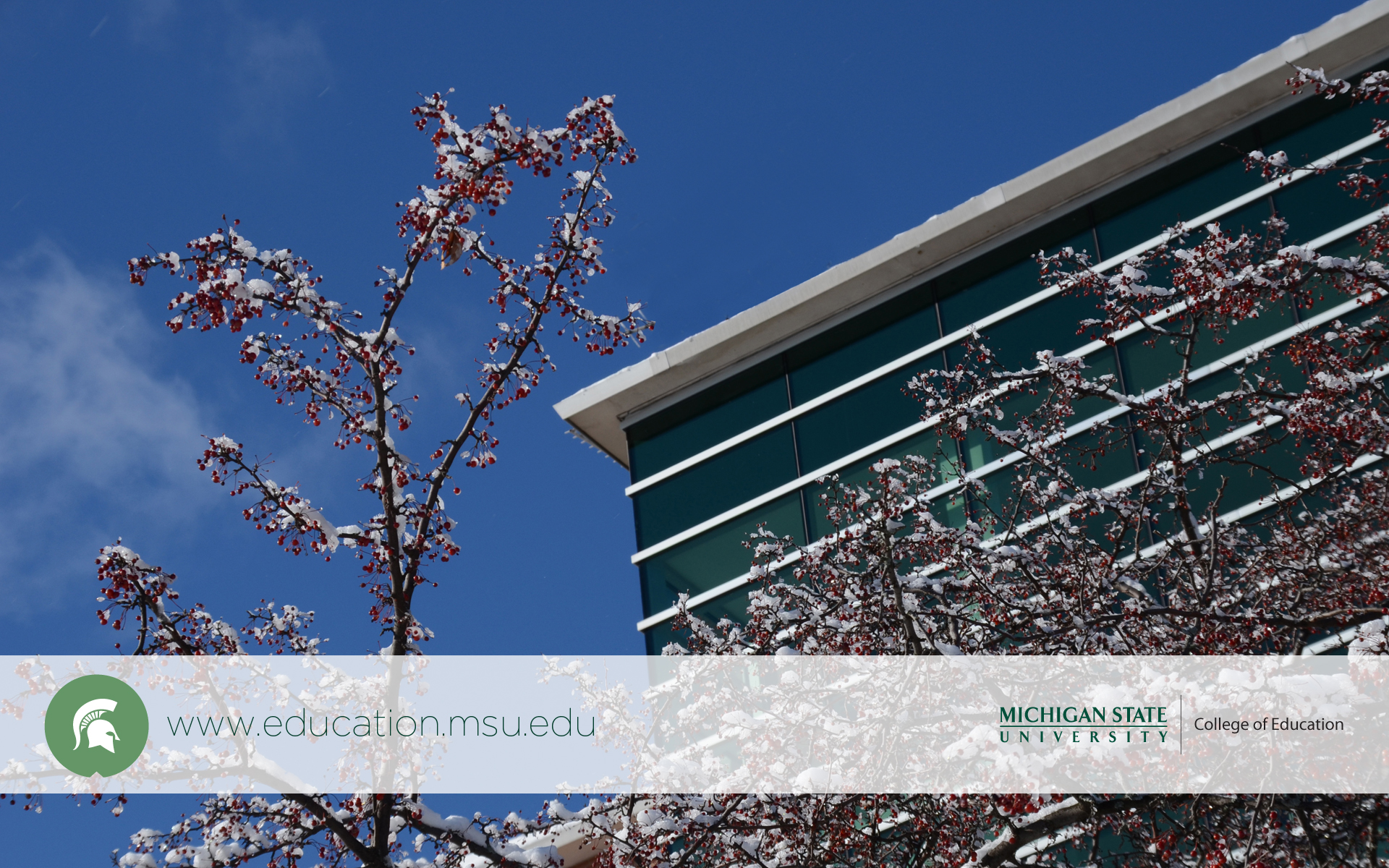 Canoe Birch - HD Wallpaper 