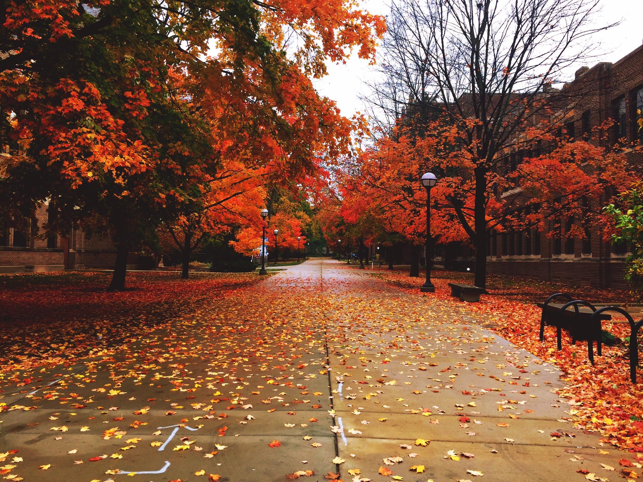 University Of Michigan Autumn - HD Wallpaper 