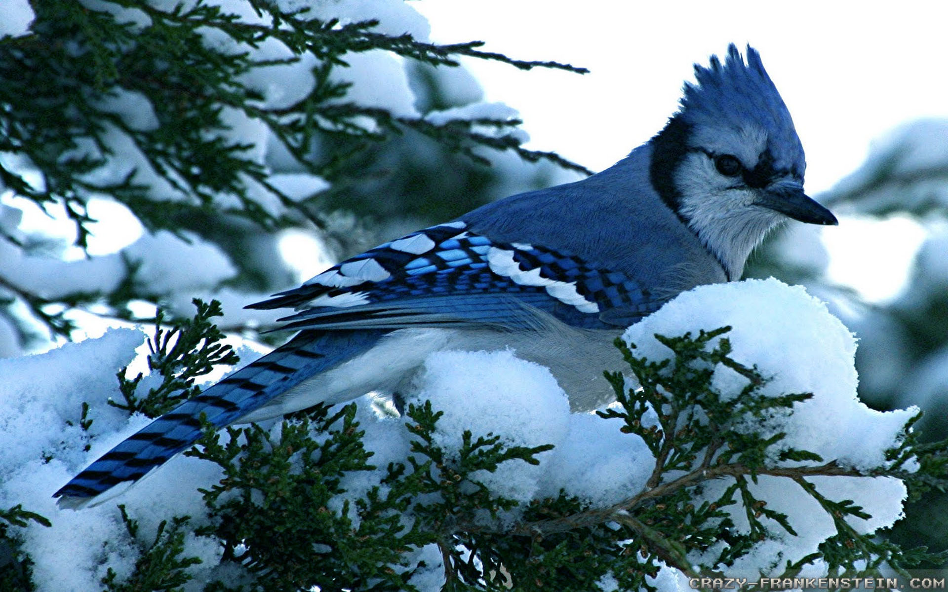 Blue Jay Bird Winter - HD Wallpaper 