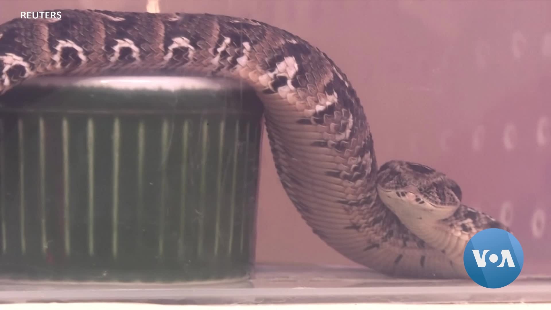 Rock Python - HD Wallpaper 