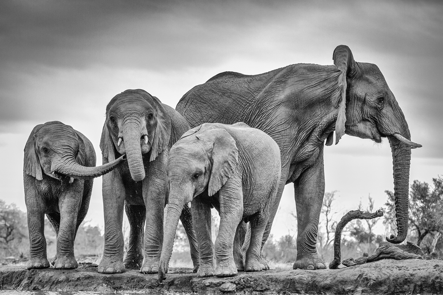Photo Wallpaper A Giant Unity - Elephant Oxpecker - HD Wallpaper 