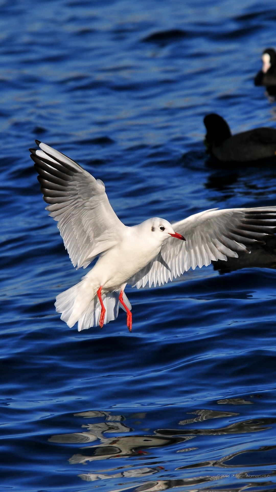 Full Hd - European Herring Gull - HD Wallpaper 