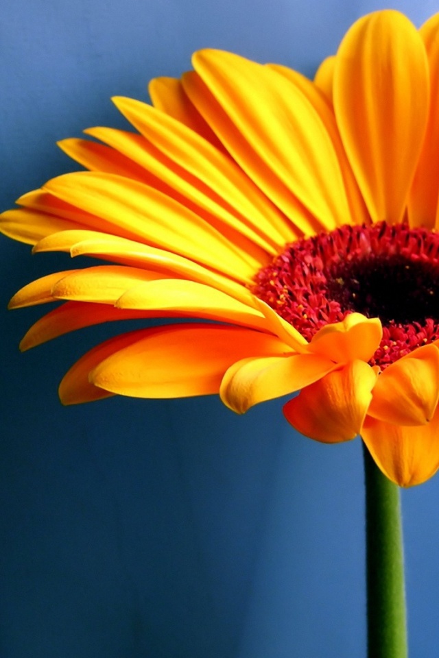 Iphone Wallpaper Flowers Hd - HD Wallpaper 