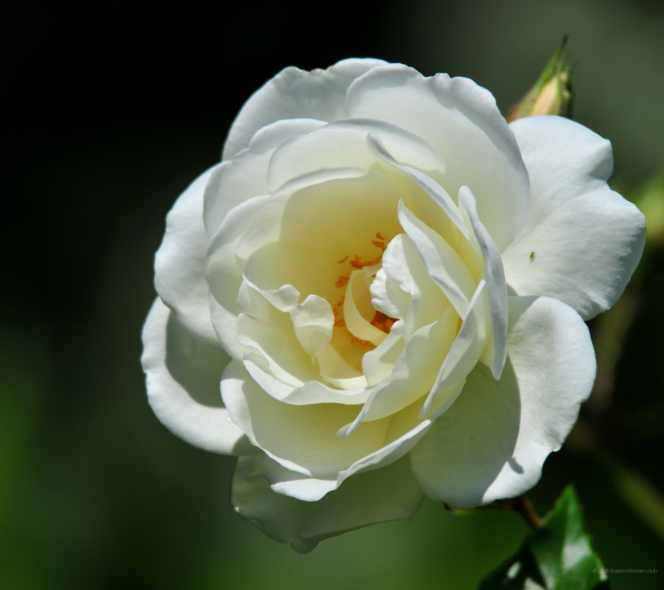 Full Size Wallpapers For - Huawei - HD Wallpaper 