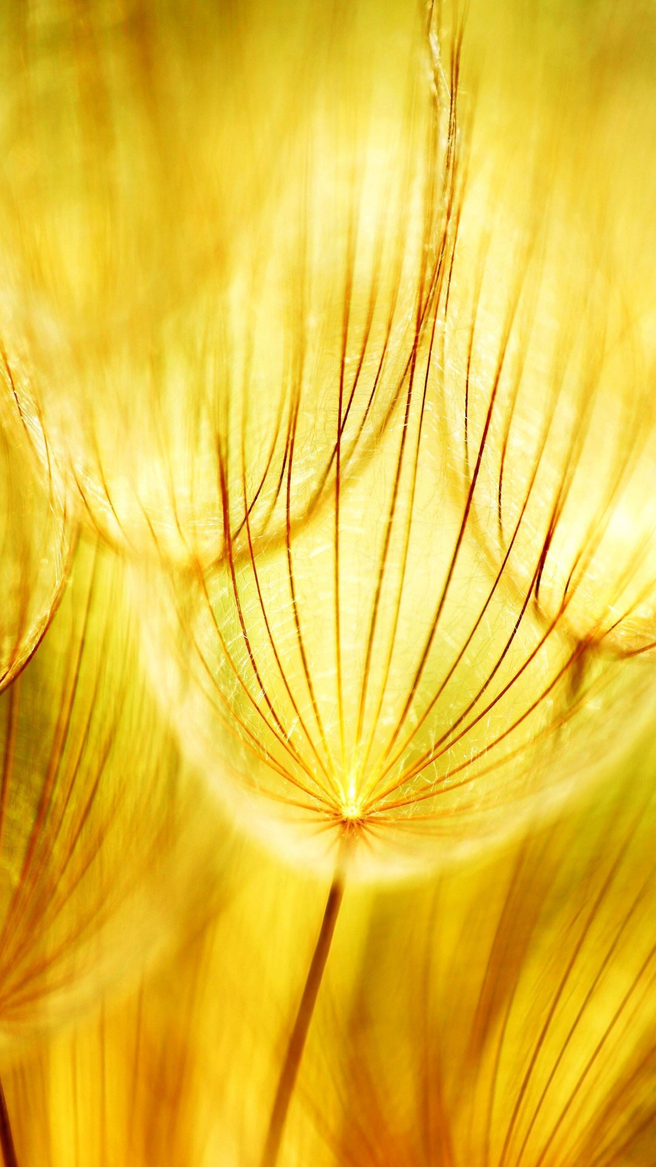 Dandelion 4k Ultra Hd Wallpaper - HD Wallpaper 