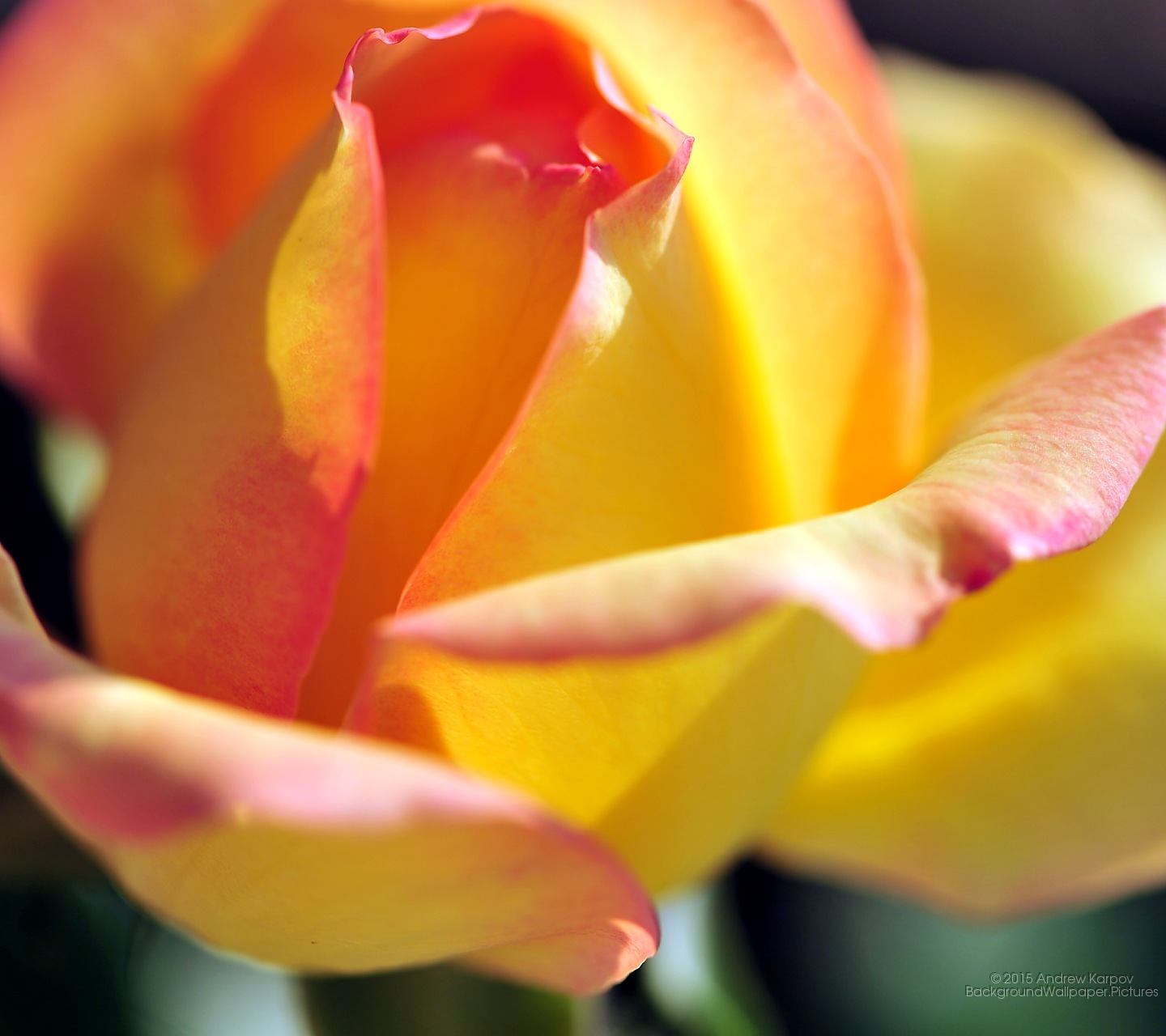 Meningkat Wallpaper Bunga - Mobile Phone - HD Wallpaper 