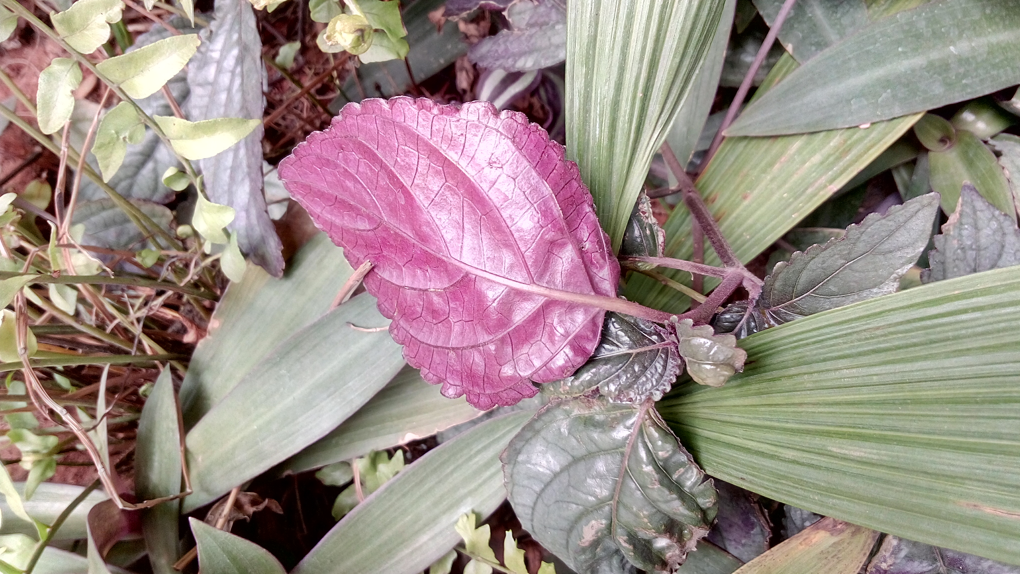 Lenovo K3 Note, Lenovo, Lenovo K3 Note Review, Lenovo - Clicked By Lenovo K8 Note - HD Wallpaper 