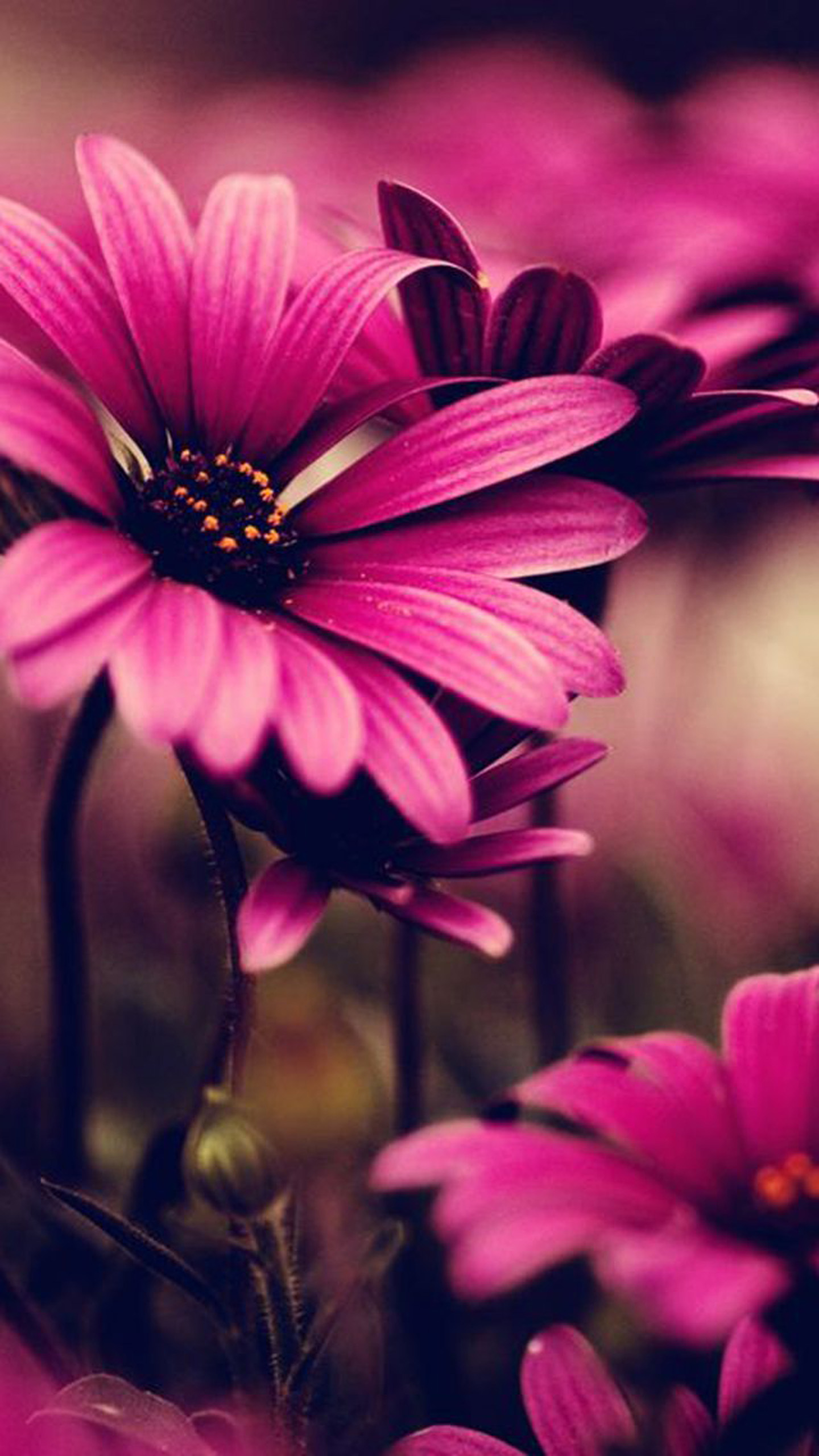 Iphone Flower Wallpaper Hd - HD Wallpaper 