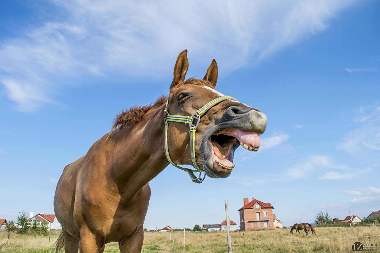 Stallion - HD Wallpaper 