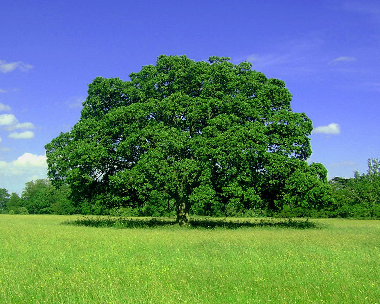 Mushroom Vert Windows 7 Scenery Wallpaper - Green Landscape - HD Wallpaper 