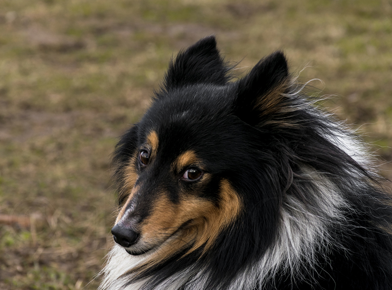 Rough Collie - HD Wallpaper 