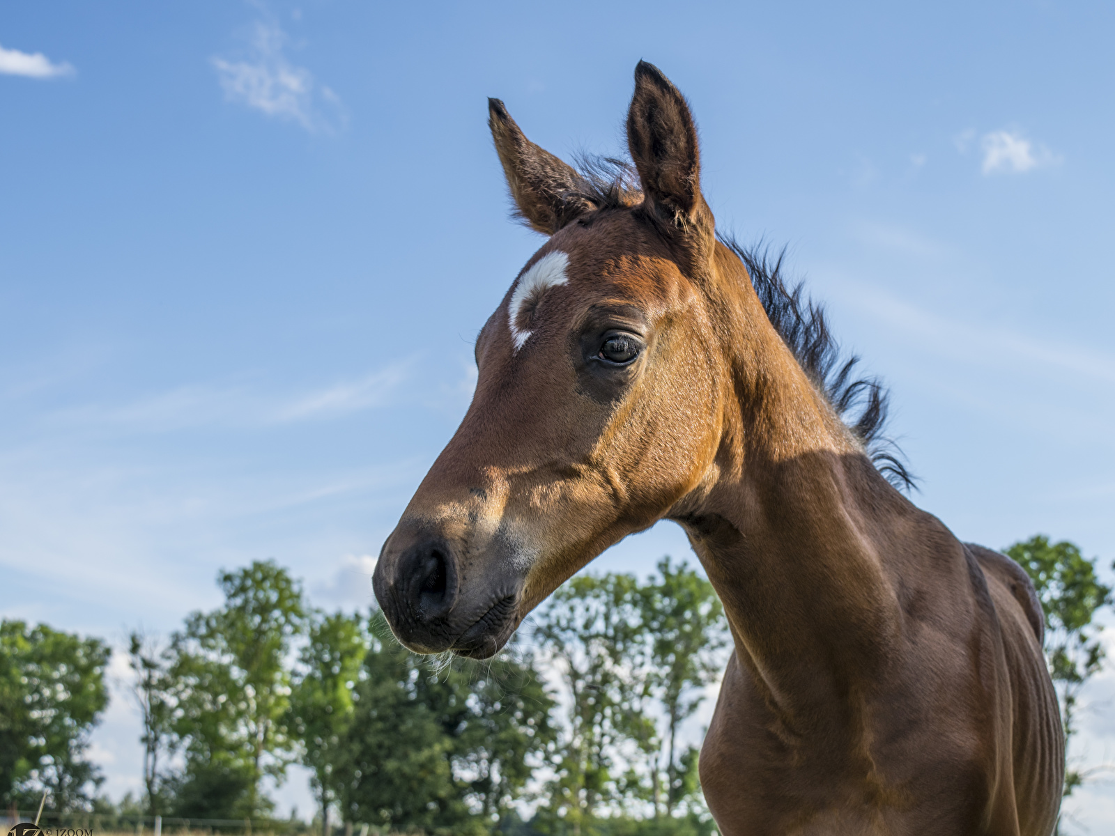 Sorrel - HD Wallpaper 