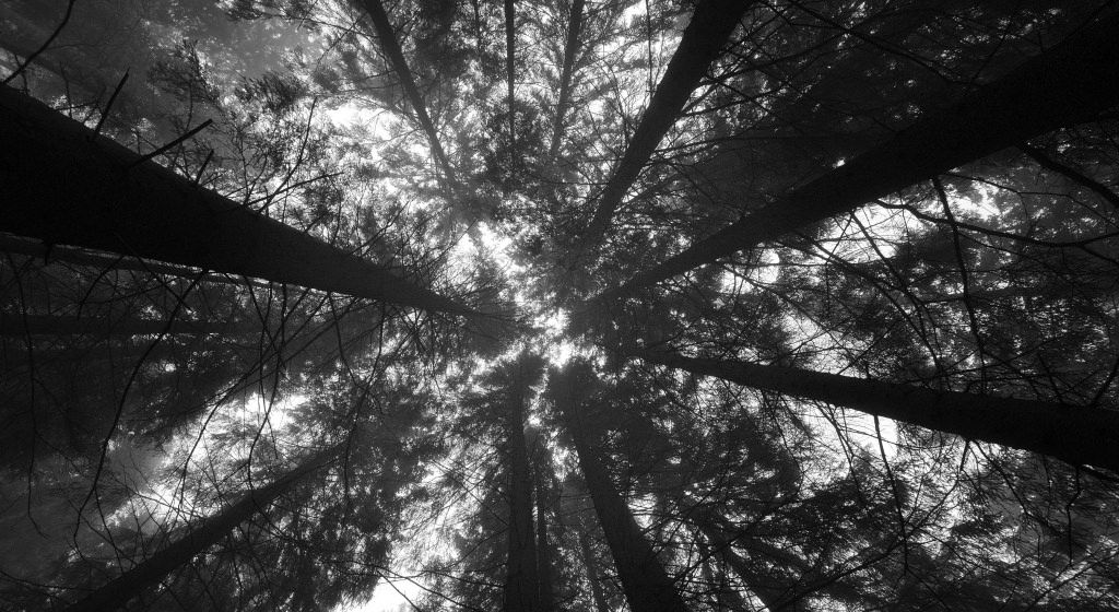 Forest Black And White Hd - HD Wallpaper 