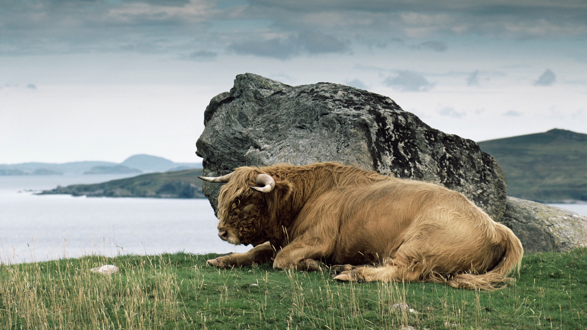 Wallpaper Bison, Horn, Stone, Nature - HD Wallpaper 