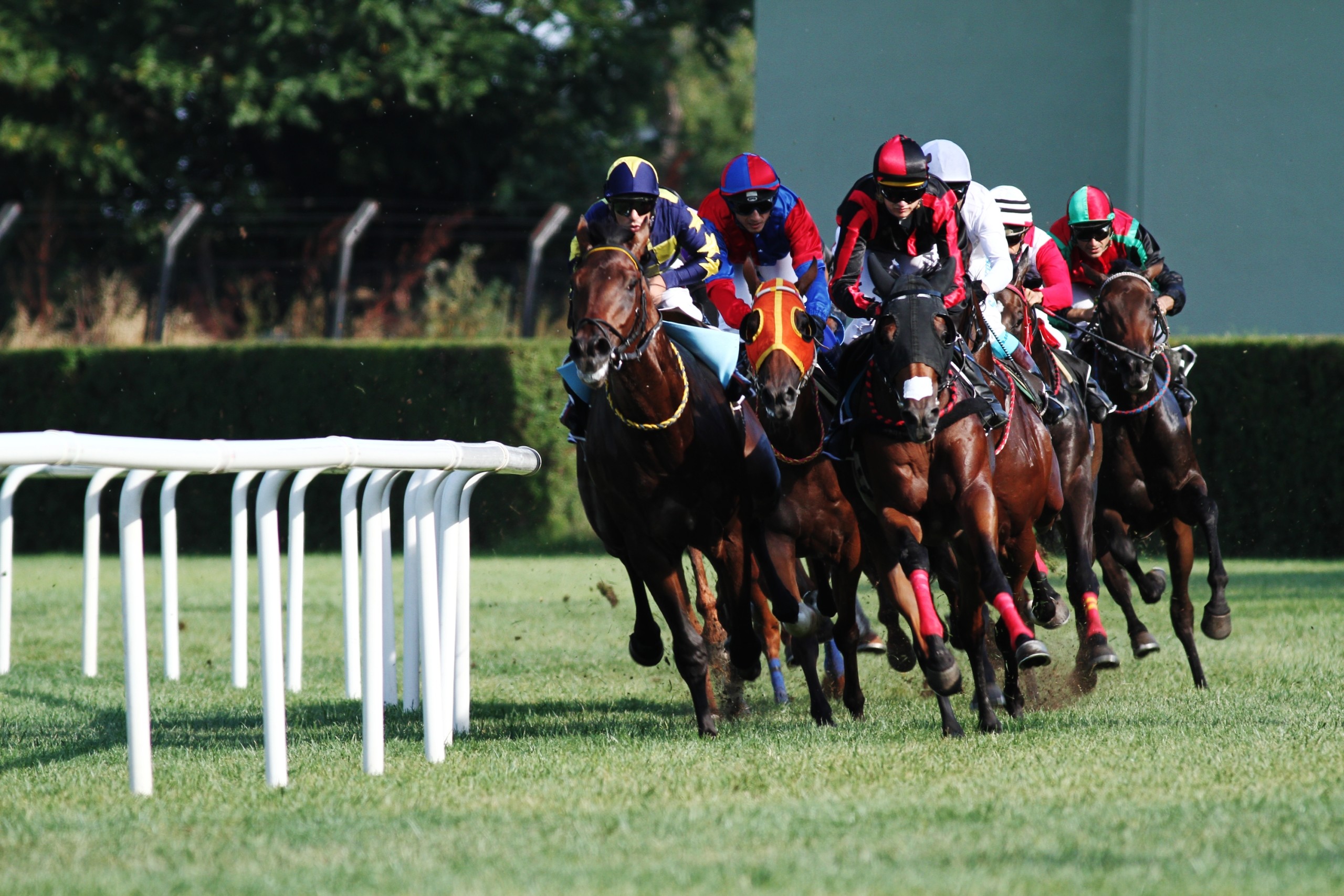 2560x1707, Horse Racing Hd Wallpaper - Horse Racing Wallpaper Hd - HD Wallpaper 