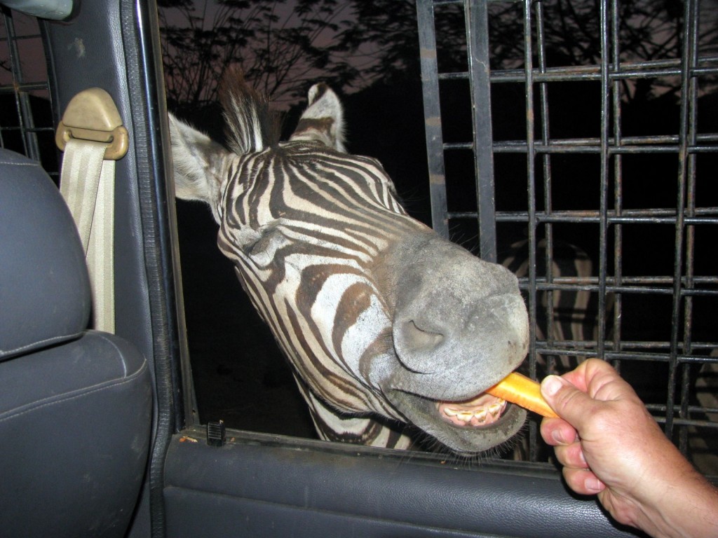 Night Safari Bali Safari Park By Bali Travel Link - Bali Safari Night Safari - HD Wallpaper 