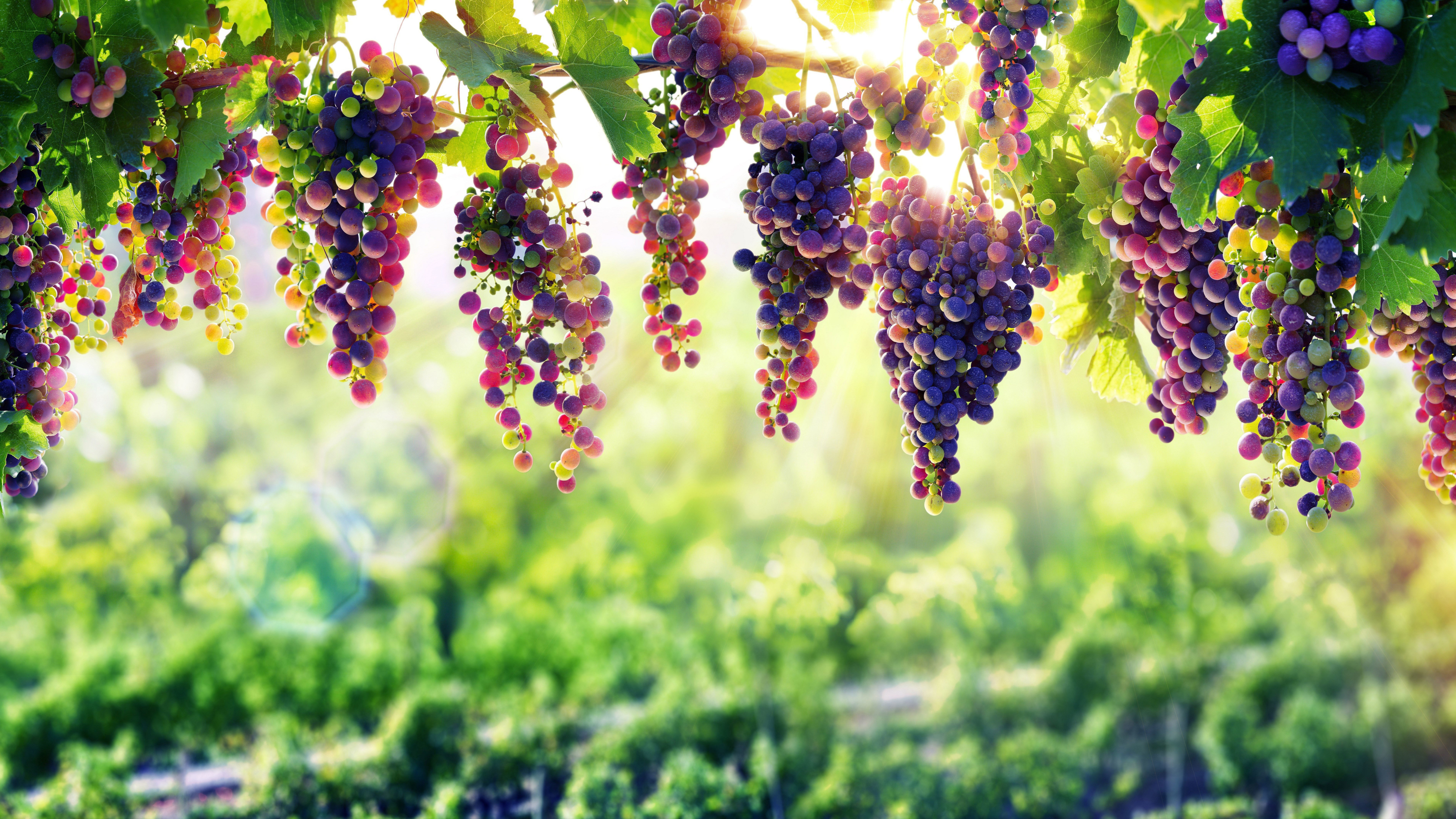 Grapes Background Hd - HD Wallpaper 