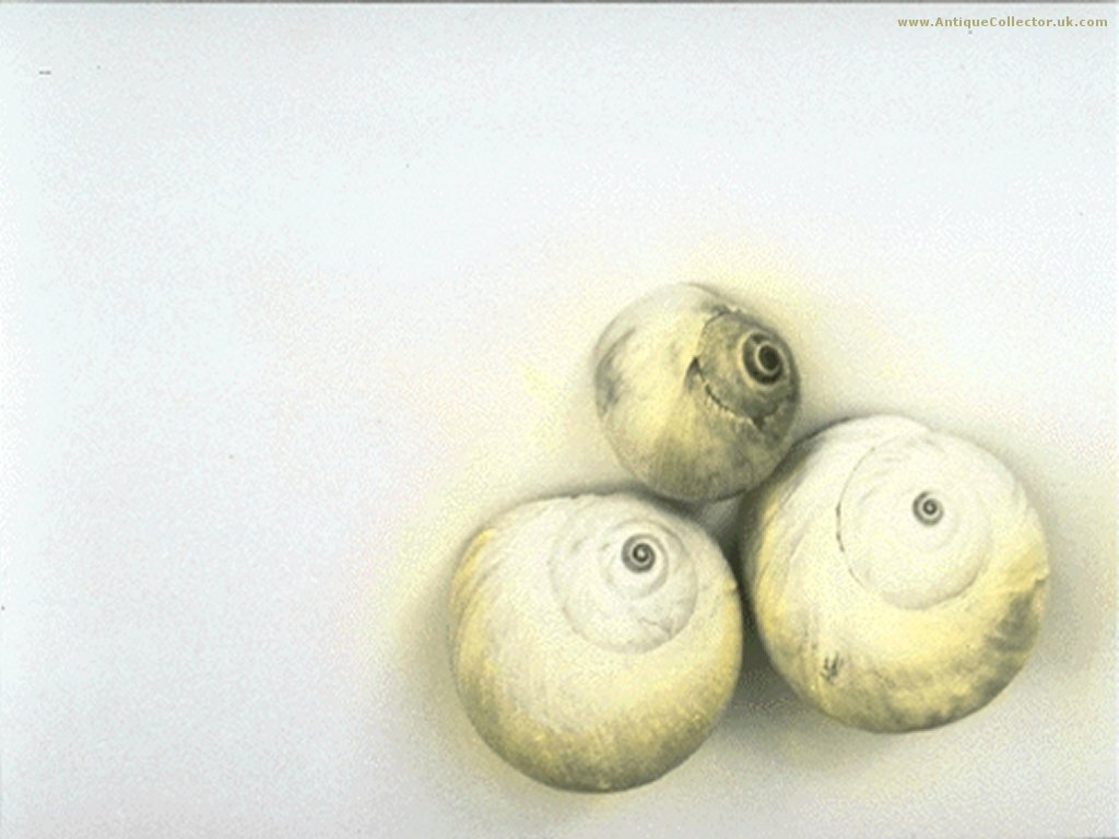 Macro Photography - HD Wallpaper 