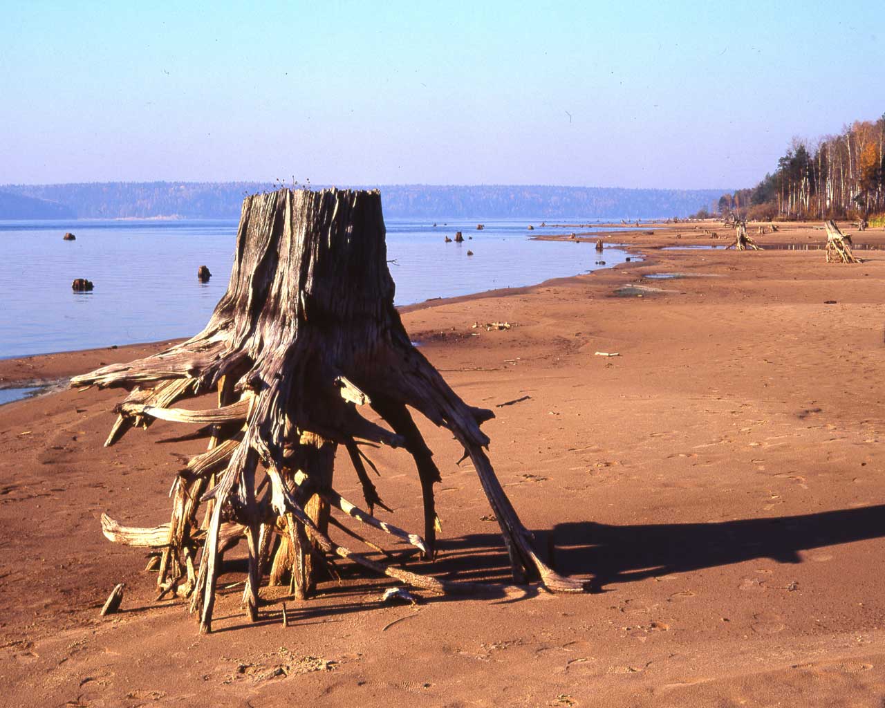 Driftwood - HD Wallpaper 